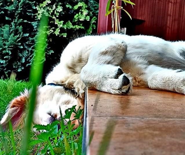 Na fotce se nachází štěně Retrívra, který spí v trávě