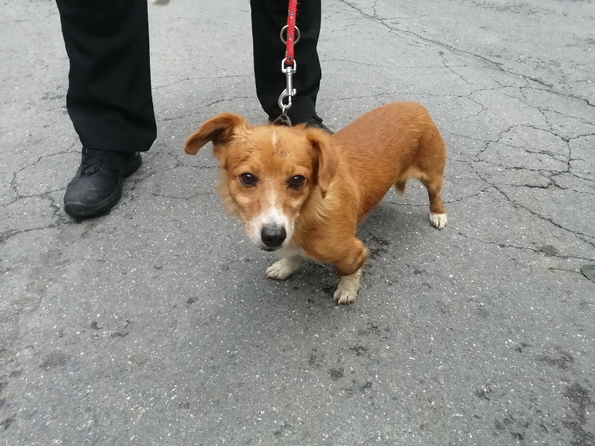 Na obrázku se nachází pes kříženec nalezený na ulici v Dědině