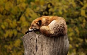 Na obrázku se nachází liška spící na pařezu.